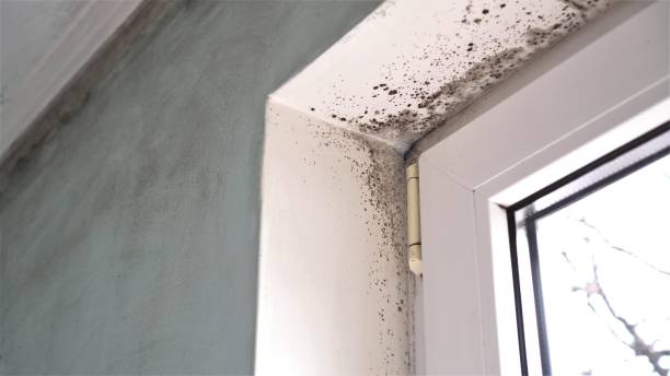 Best Residential Mold Inspection & Testing  in Edison, GA